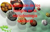 Hongos en la microbiología sanitaria