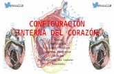 Anatomía Configuración Interna del Corazón