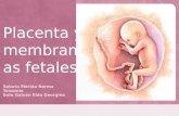 Placenta y Membranas Fetales