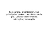 La neurona. Clasificación. Sus principales partes. Las células de la glia. Células ependimarias, microglia y macroglia.txt