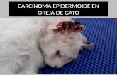 Carcinoma epidermoide en oreja de gato