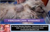 Fibrosarcoma  mamario can Paulina