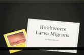 Hookworm Larva Migrans Presentation