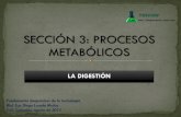 Digestión y procesos metabólicos