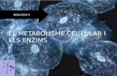 T1 metabolisme i enzims 2n bat (1)