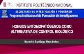 Hongos Entomopatogenos como Alternativa de Control Biologico.