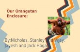 Student Orangutan Presentation