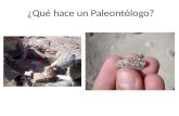 ¿Qué hace un paleontólogo?