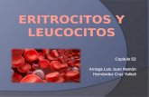 Eritrocitos y leucocitos