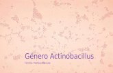 Género actinobacillus