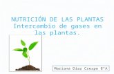 Intercambio de gases en las plantas.