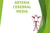 Arteria cerebral media