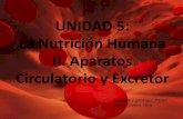 La nutrición humana II. Aparatos circulatorio y excretor
