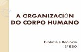 Organización do corpo humano