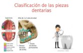 Tema 4. clasificación de las piezas dentarias