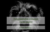 Victor Madera: enfermedades comunes en los perros