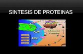 Sintesis de proteinas (Miguel Cruz)