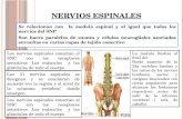 Nervios espinales