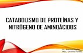 CATABOLISMO DE PROTEÍNAS Y DE NITRÓGENO DE AMINOÁCIDOS