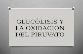Glucólisis y la oxidacion del piruvato
