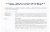 Enteritis necrotizante endotoxémica por Clostridium perfringes en ...