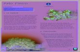 El Palo Fierro fue descrito en 1854 como la única leguminosa del ...