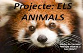Projecte els animals
