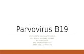 Parvovirus b19