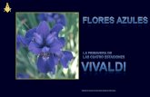 Vivaldi y las flores azules