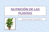 Nutrición de las plantas