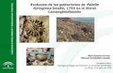 Evolución de las poblaciones de Patella ferruginea Gmelin, 1791 en el litoral Campogiblaltareño