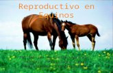 Manejos de control reproductivo en equinos