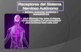 Receptores del Sistema Nervioso Autónomo