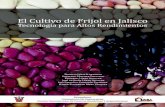 El Cultivo de Frijol en Jalisco Tecnología para Altos Rendimientos