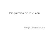 Bioquimica de la vision