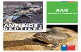 Guía de Reconocimiento de Anfibios y Reptiles - SAG