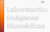 Prácticas: Imágenes biomédicas