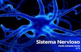 Sistema nervioso Danilo Arboleda García 11º2