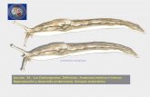Los Gasterópodos: Definición. Anatomía externa e interna ...
