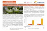 El cultivo del aguacate (Persea americana Miller.), fruta de ...