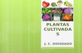 PLANTAS CULTIVADAS: ORIGEN Y CLASIFICACIÓN