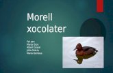 Morell xocolater