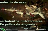 Requerimientos nutricionales en aves