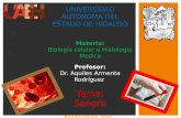 Sangre y sus componentes Histología y Fisiologia