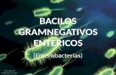 Bacilos gramnegativos entericos