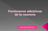 Fenomenos electricos de la neurona
