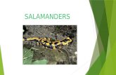 Salamanders by Lucía.