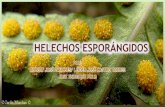 Helechos esporángidos botánica-universidad de córdoba-facultad de ciencias agrícolas