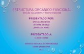 Estructura organico funcional por su ámbito y su presentación