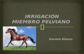 Irrigación miembro pelviano (equino)